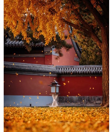 Golden autumn leaves falling beside a red palace wall in Beijing.