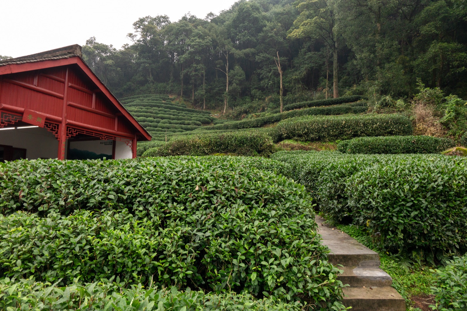 Longjing tea fields in the Meijiawu area of Hangzhou.