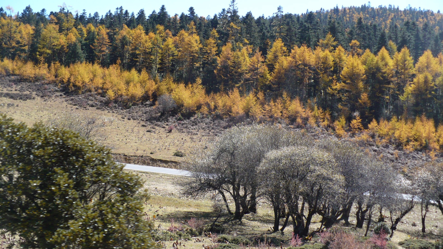Autumn trees and highland landscape inside Potatso National Park near Shangri-La.