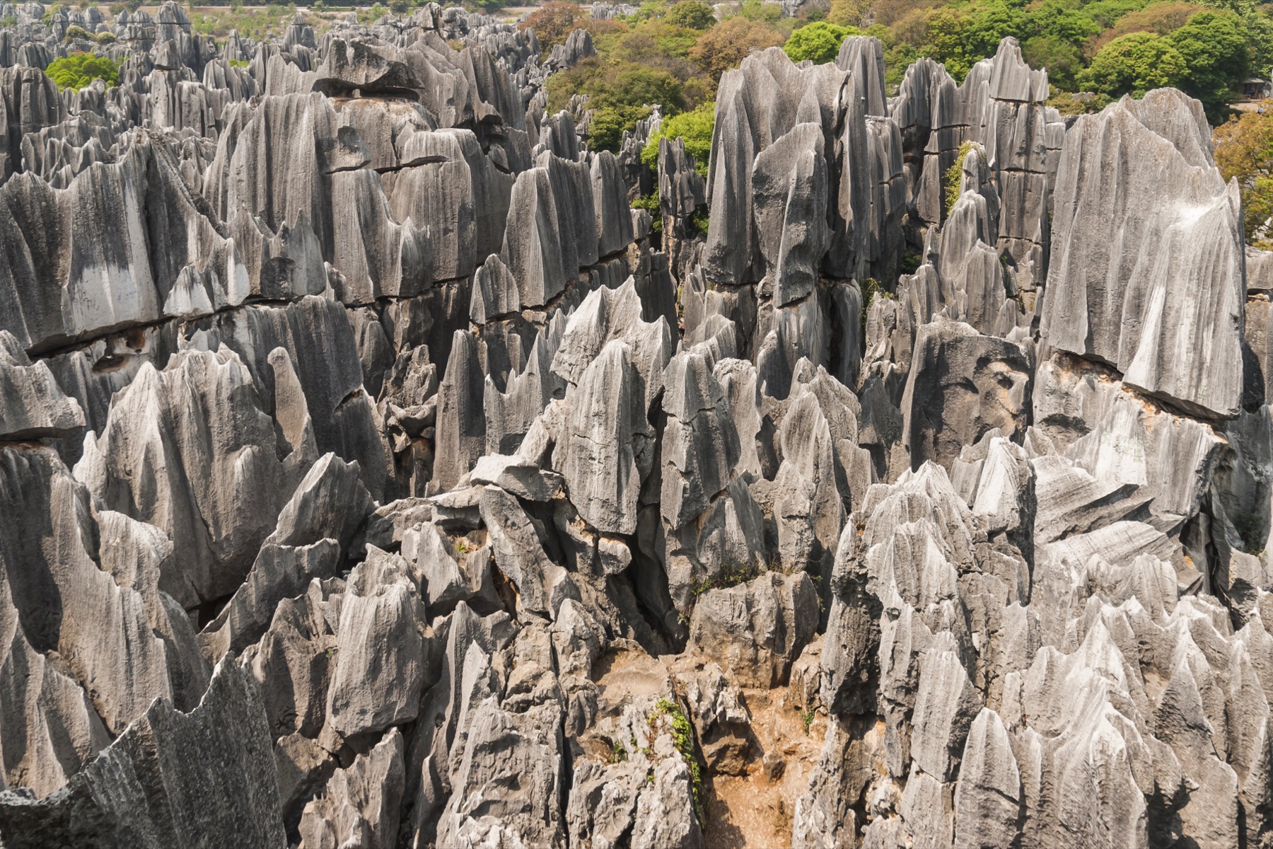 Tall gray limestone pinnacles at Shilin Stone Forest near Kunming.
