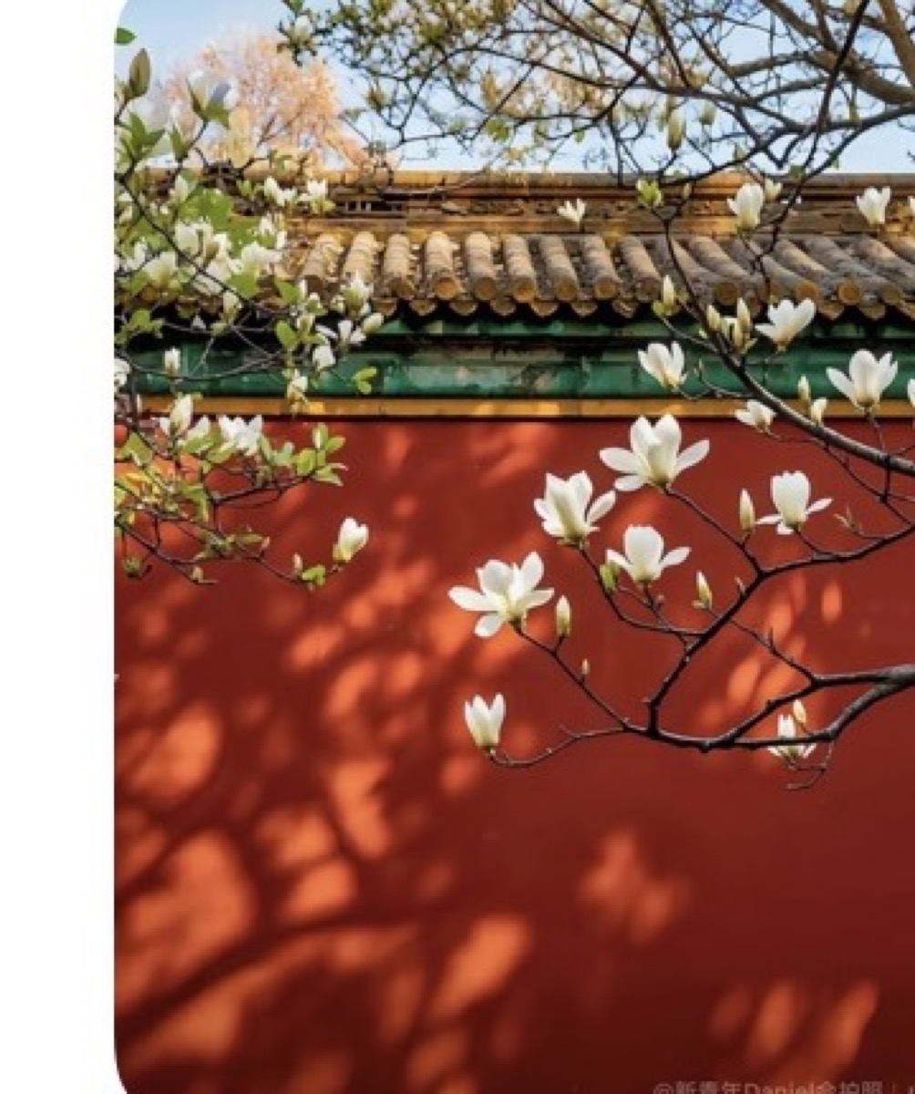 Forbidden City red wall and white blossoms in Beijing